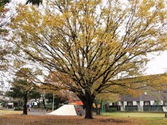 クジラ公園の黄葉