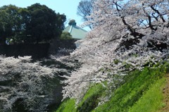 お濠の桜