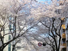 今朝の桜のトンネル