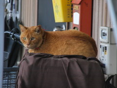 ご近所の赤衛兵（川崎・多摩区）