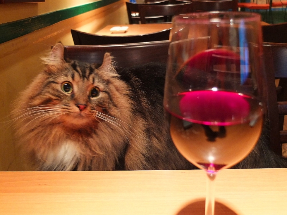 まだ飲むんですか