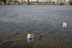 コイの産卵床