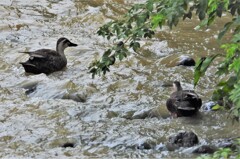 レディ・ガアガア