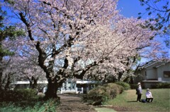 山手公園の桜