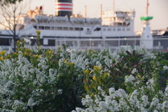 花と氷川丸