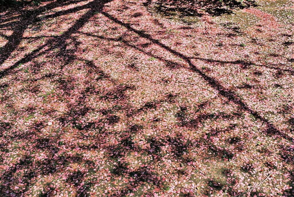 花畑