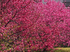 燃えるようなピンク