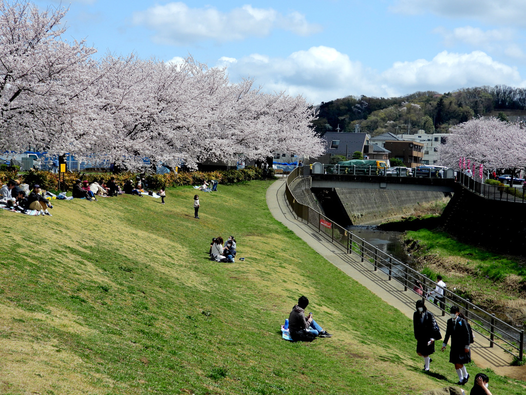 桜にJKも絵になります
