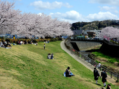 桜にJKも絵になります