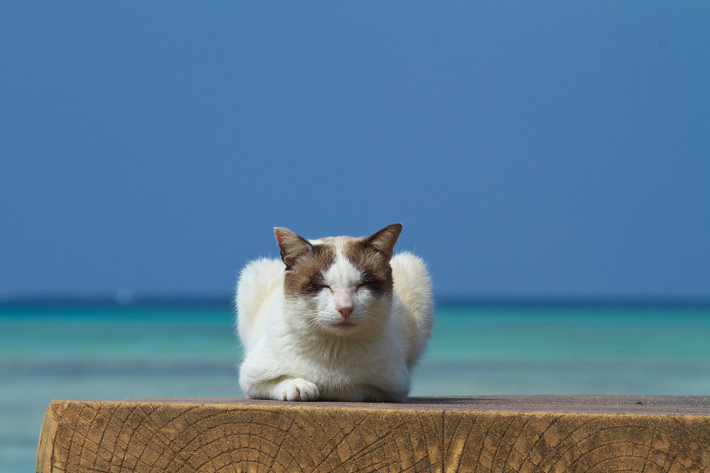 南の島猫62