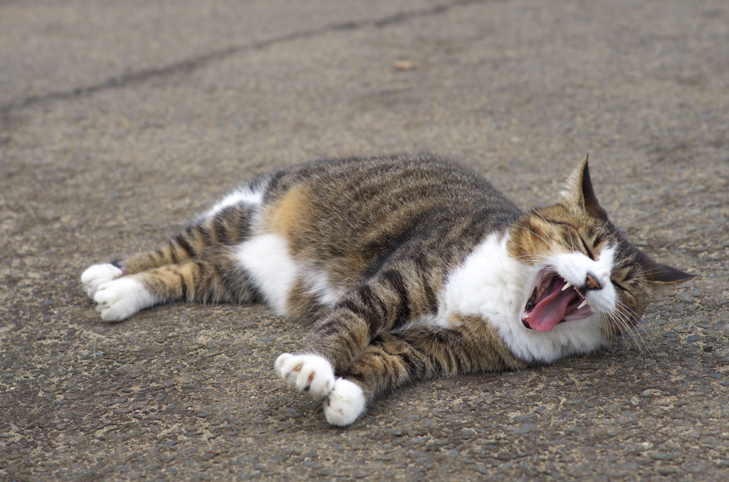 公園猫100