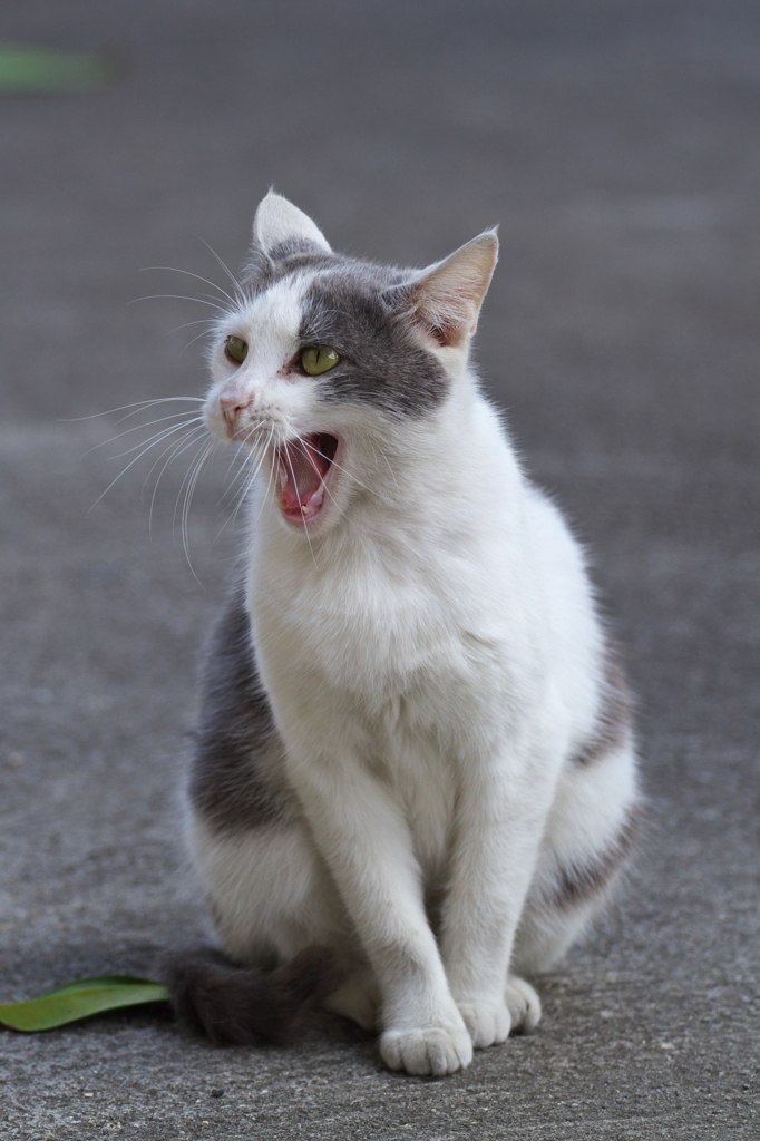南の島猫17