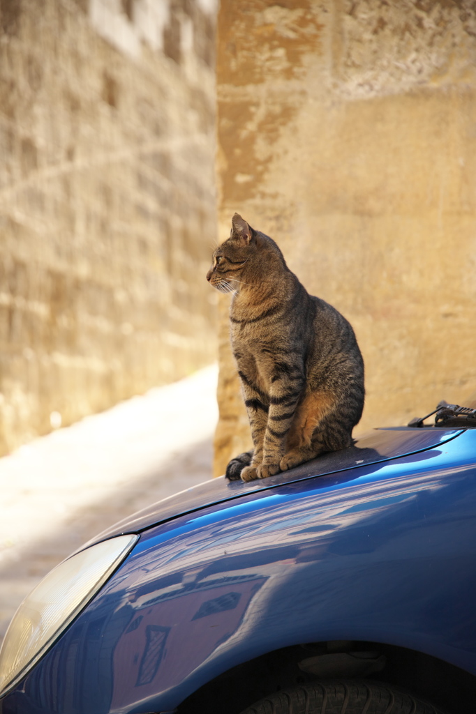 地中海猫55