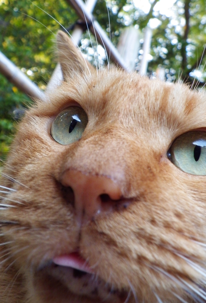 神社猫45