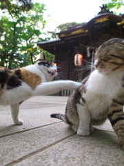 神社猫86