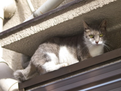 通りすがり猫105