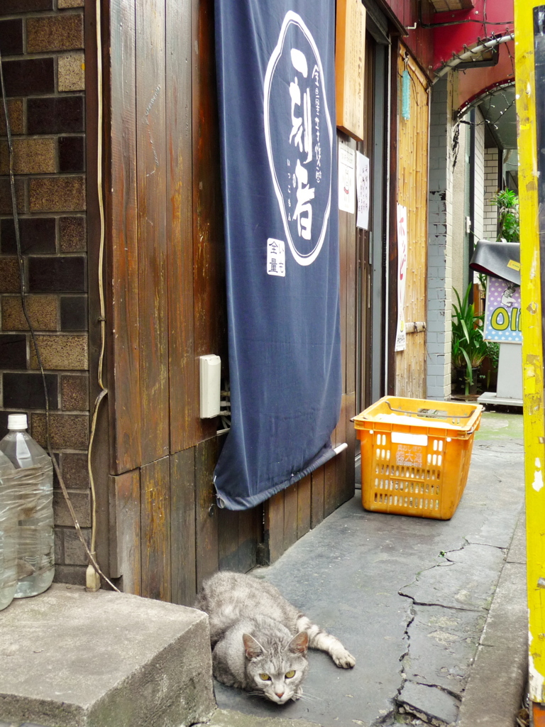 通りすがり猫100