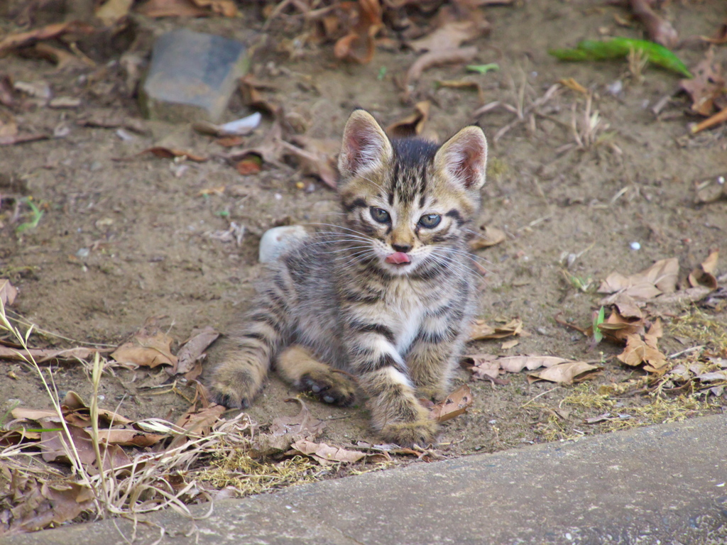 公園猫111