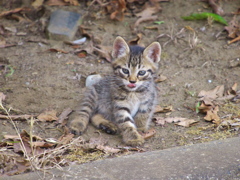 公園猫111