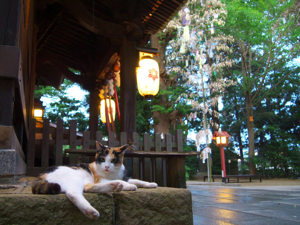 神社猫90