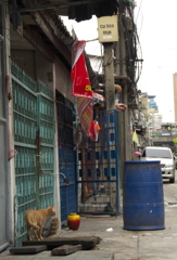 アジア猫27