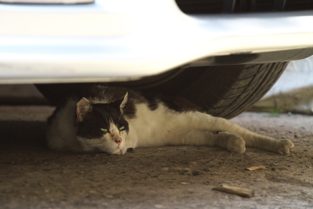 通りすがり猫82