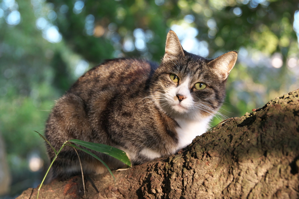尾道猫142