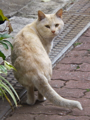 通りすがり猫197