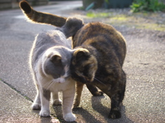 通りすがり猫187