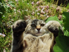 尾道猫45