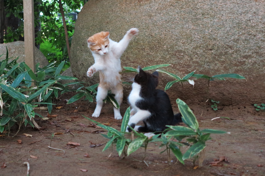 神社猫12