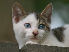 通りすがり猫110