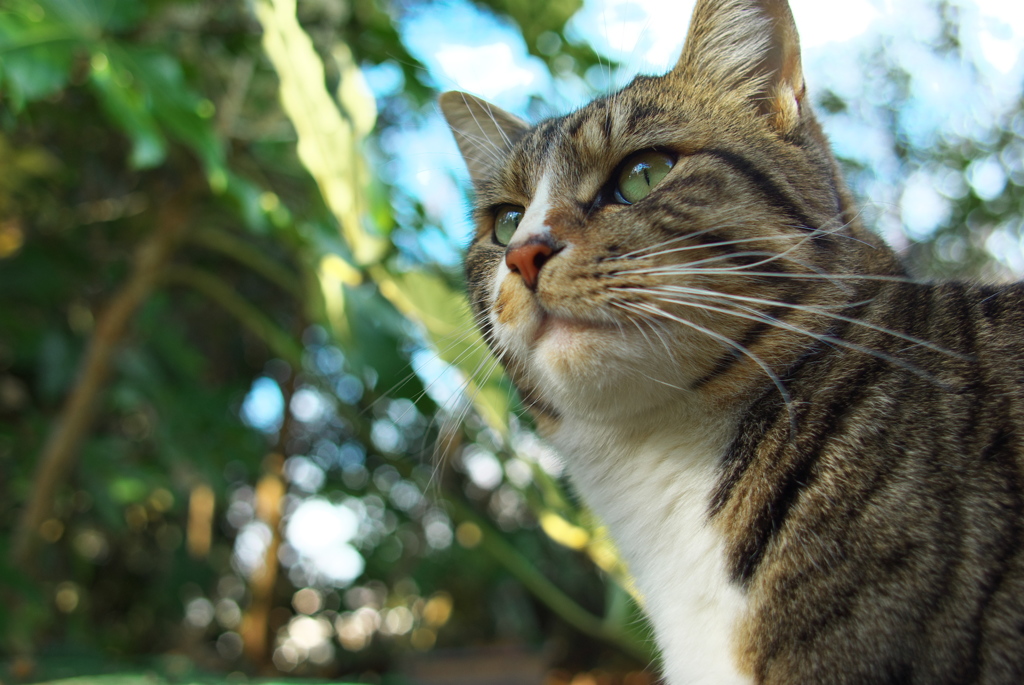 神社猫120