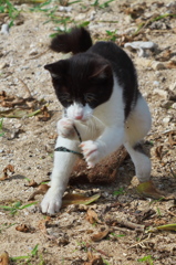 南の島猫34