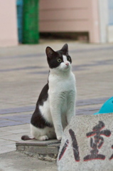 南の島猫24