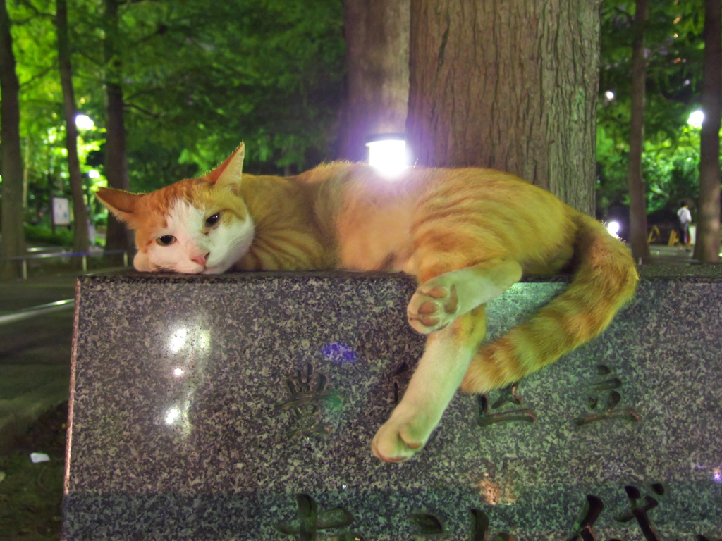 通りすがり猫173