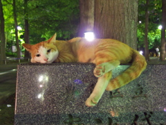通りすがり猫173