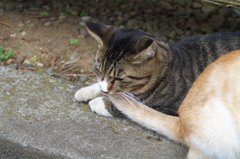 神社猫102