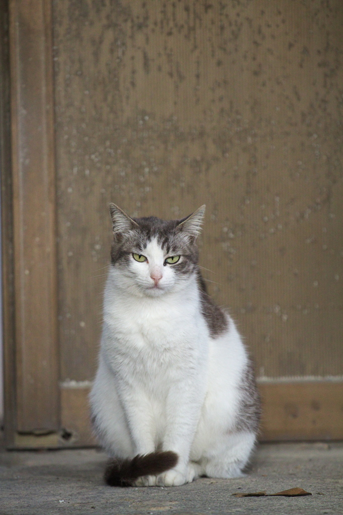 南の島猫28