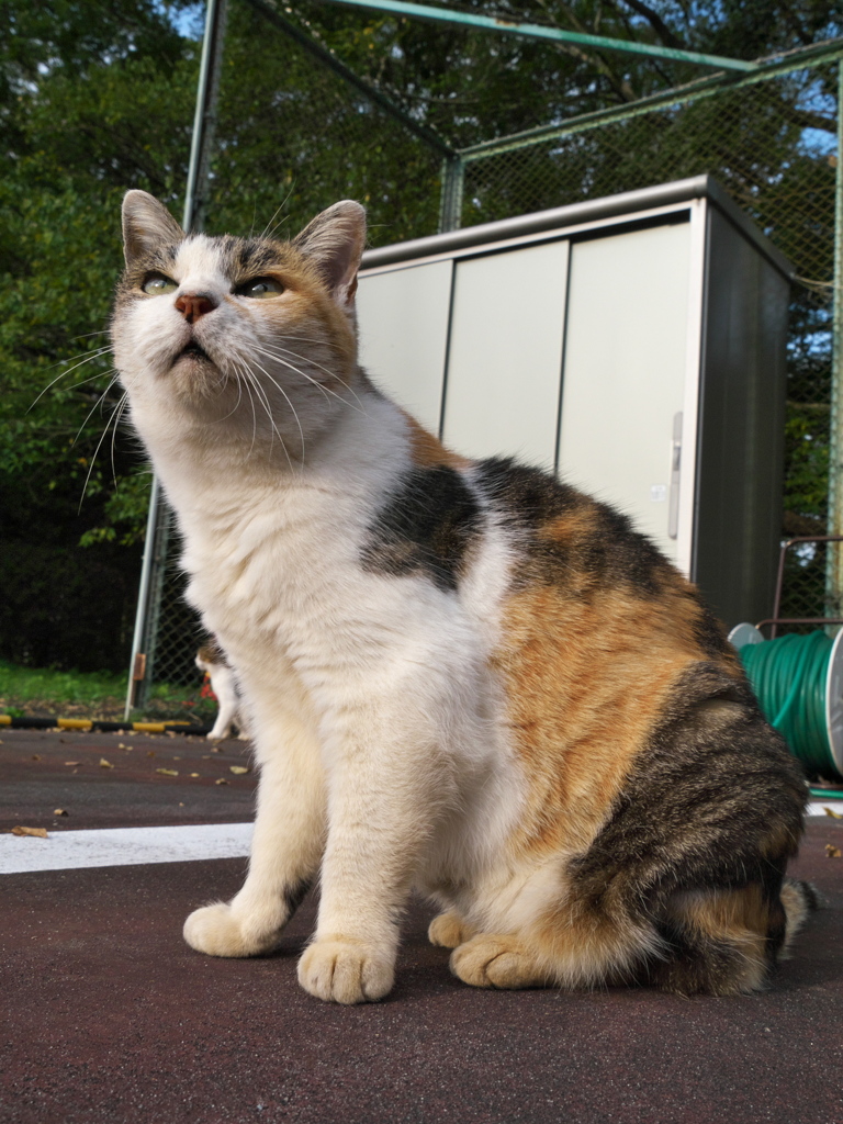 公園猫142