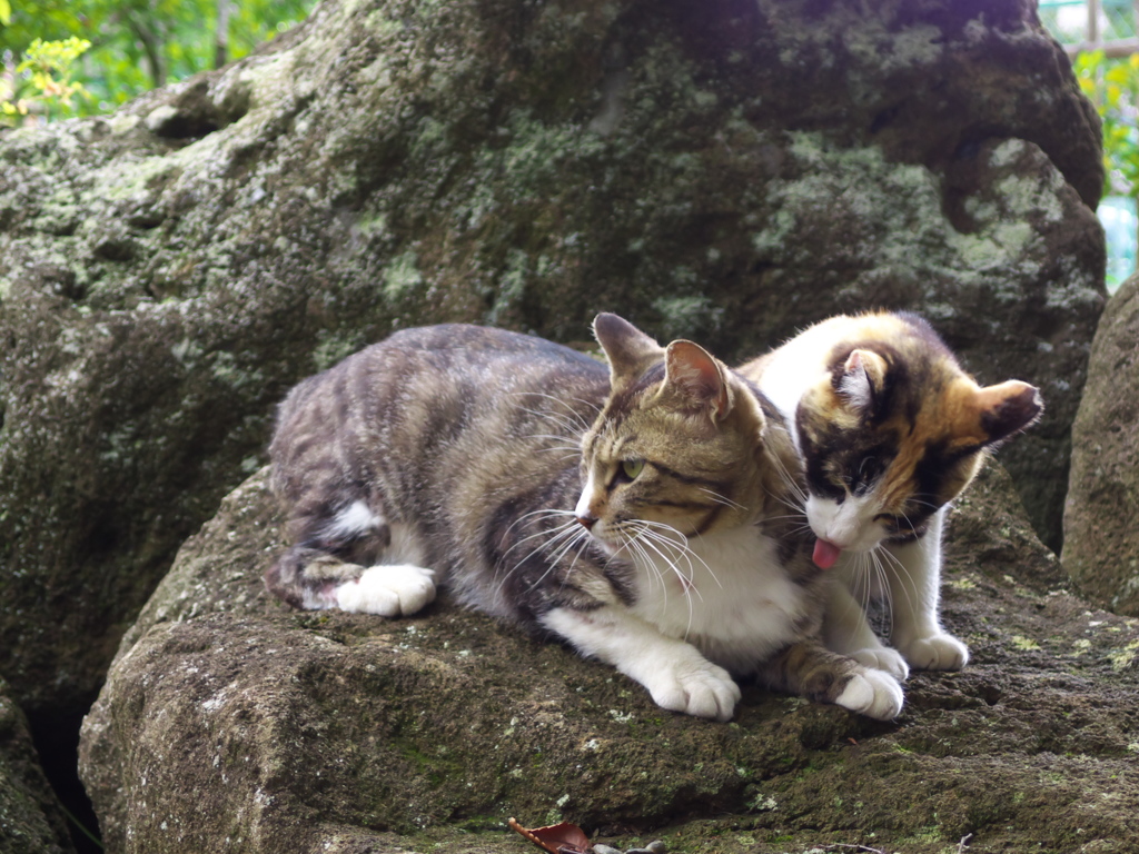 神社猫142