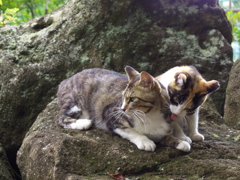 神社猫142
