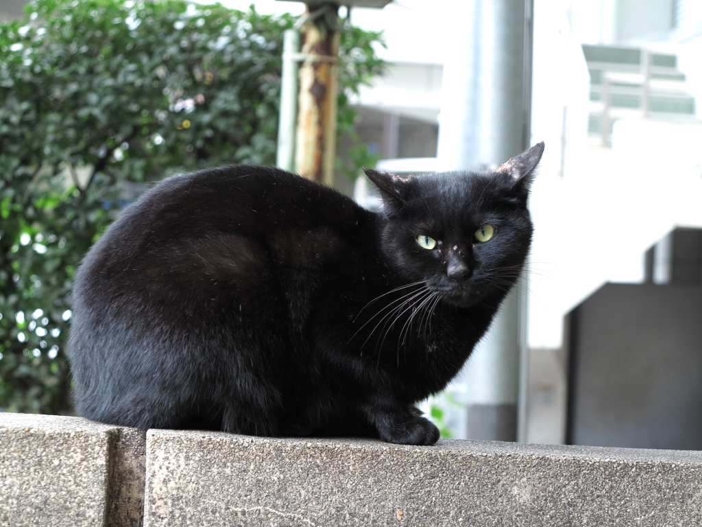 通りすがり猫142