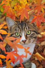 神社猫55