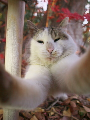 神社猫130