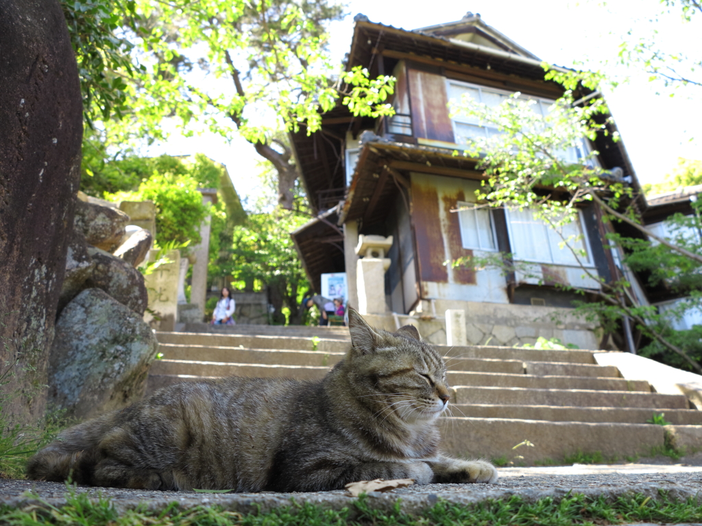 尾道猫42