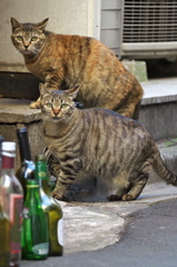 通りすがり猫207