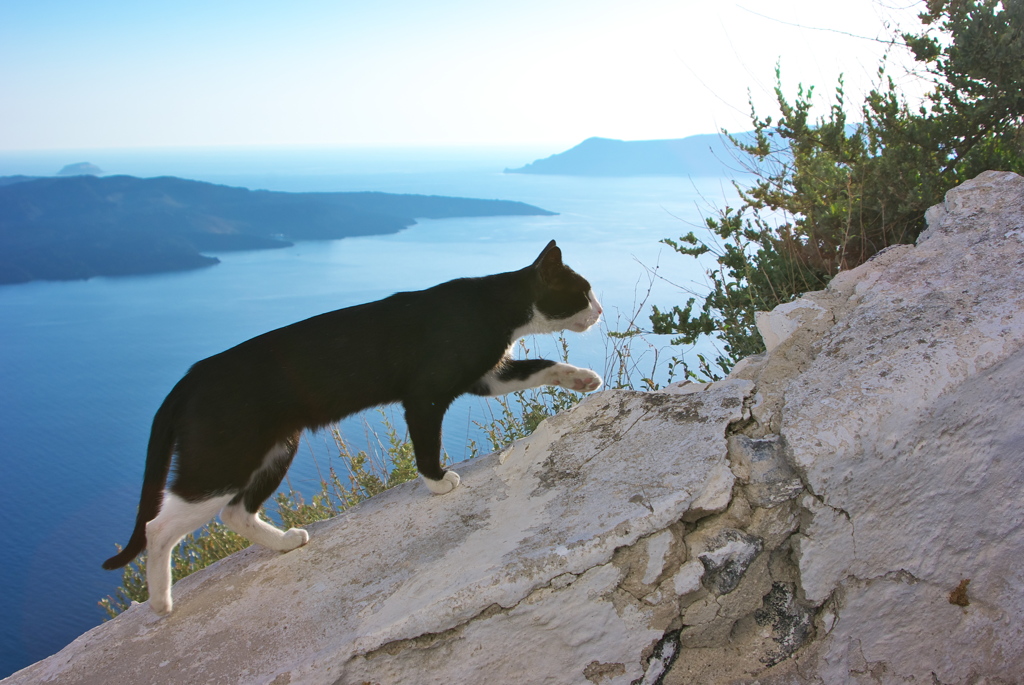 エーゲ海猫70