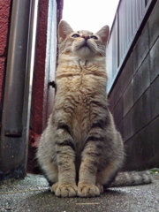 通りすがり猫145