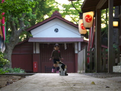 神社猫160